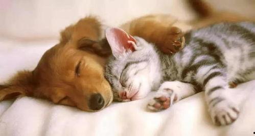 娱乐吃瓜酱狗帮猫,吃瓜酱狗帮猫的趣味故事